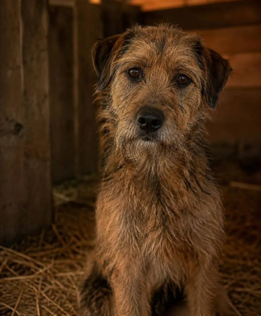 Jack, dog for adoption